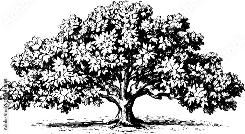 Black and white tree outline illustration in vintage engraving style. This vector set showcases nature's simplicity and intricate details.