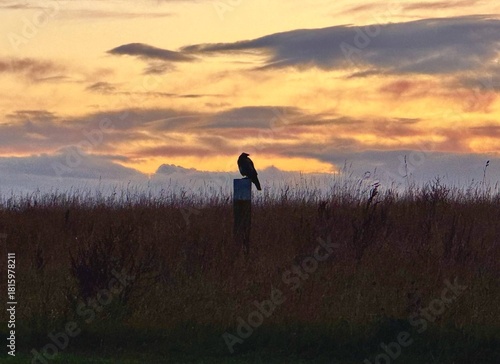 silhouette of a bird in a field