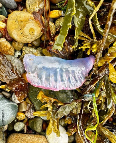 Portuguese man o' war