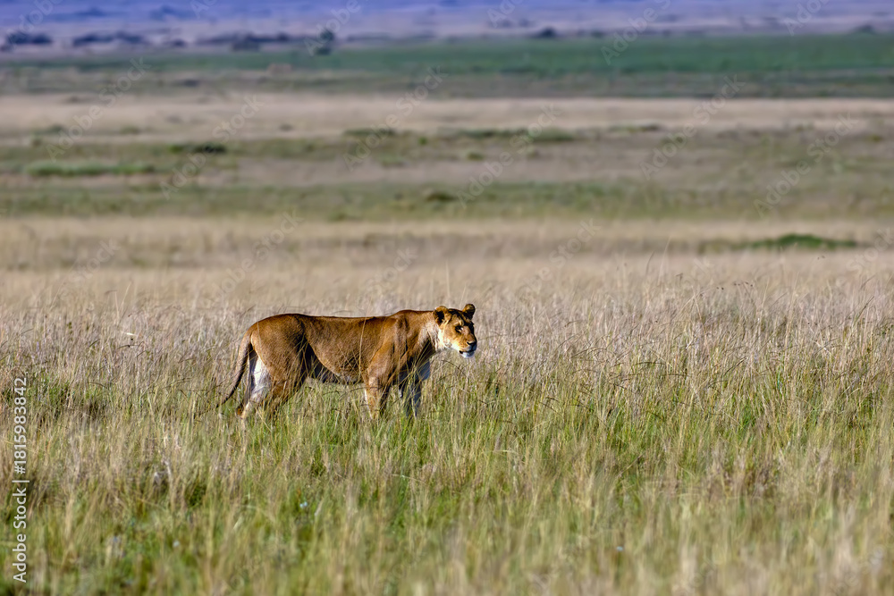 Naklejka premium Lion (Panthera leo) large female walks through the Masai Mara savannah in yellow grass.