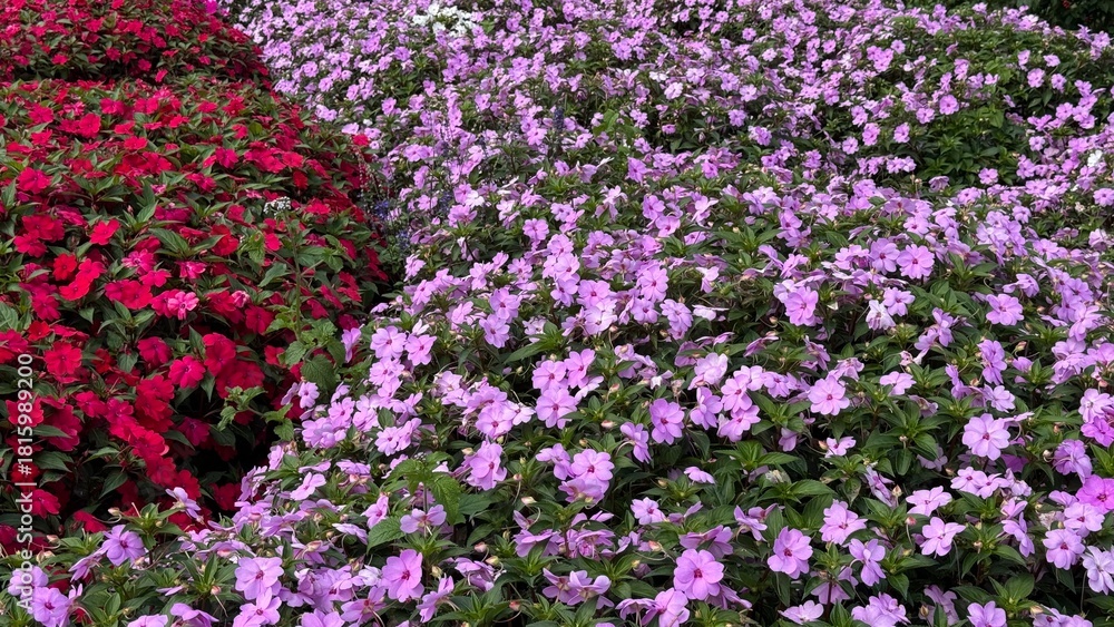 Naklejka premium field of flowers