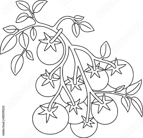 Black and white line drawing of a tomato vine with fruit
