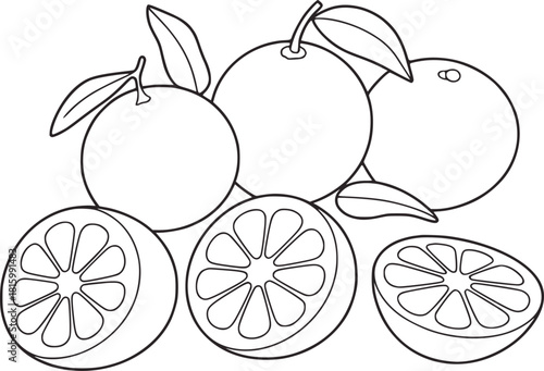 Black and white line drawing of oranges and orange slices