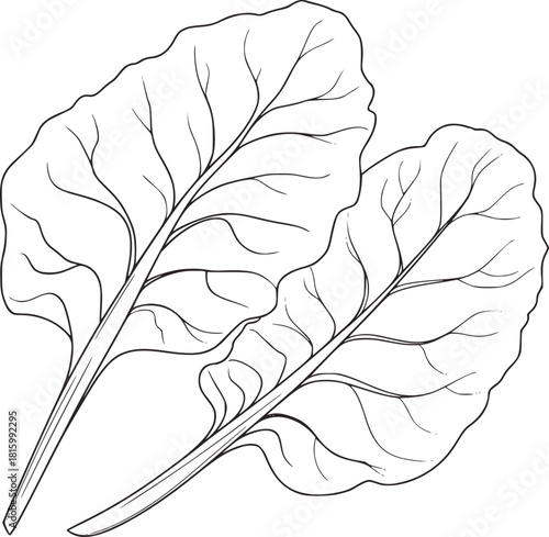 Two black and white beet leaves line drawing leaf vegetable