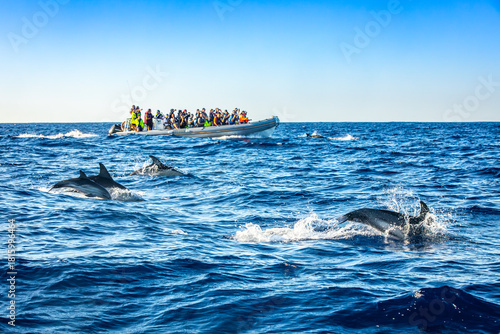 Jumping dolphins seen by tourists on a boat tour, Azores, Portugal