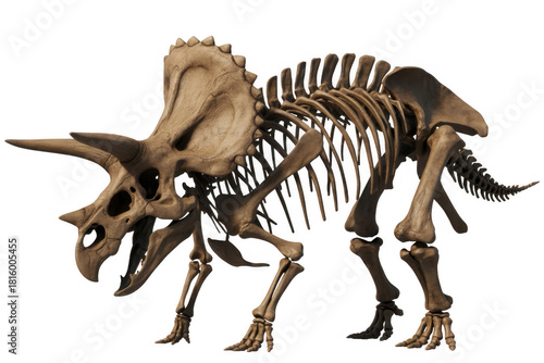 Fototapeta Naklejka Na Ścianę i Meble -  Triceratops dinosaur skeleton isolated on a transparent background