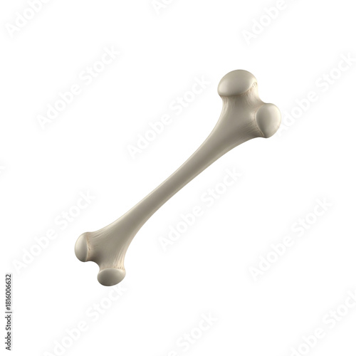 Isolated femur bone on a black background showing the anatomy and structure of the human bone system on transparent background