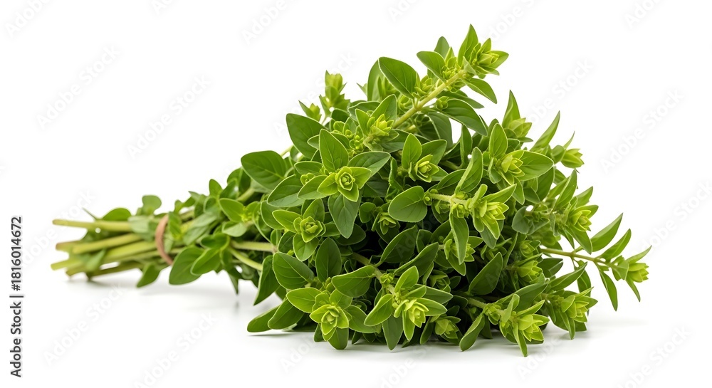 Fototapeta premium Fresh green oregano herb bundle tied with a rubber band on a white background plant