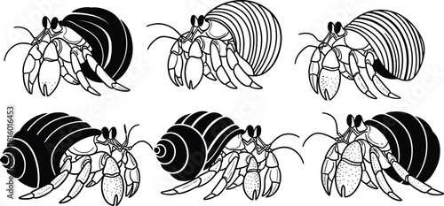 Hermit crab illustration set, shell variations, marine life, black and white art, crustacean anatomy, ocean creatures, educational design, sea biology, nature drawing