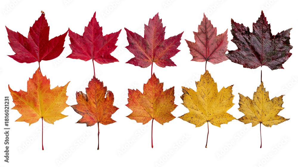 Obraz premium A collection of vibrant autumn leaves in various shades of red, yellow, and orange, isolated on a white background, showcasing the beauty of nature's seasonal change.