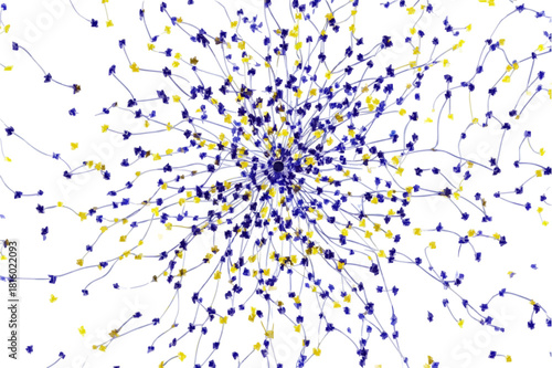 Digital Swarm Intelligence: A Study in Network Optimization