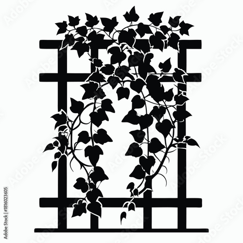 ivy growing on wooden trellis black and white silhouette