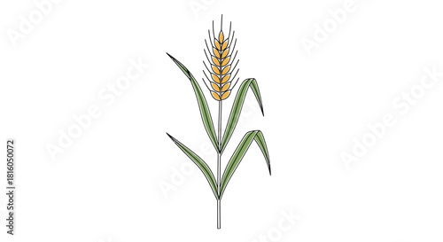 Artistic depiction of a wheat plant against a clean white backdrop showcasing nature's beauty