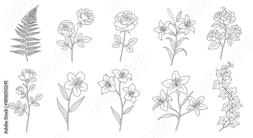 Botanical sketch illustration showcasing roses lilies fern and ivy for elegant designs