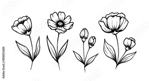 Elegant floral sketch illustration portraying diverse bloom stages and botanic beauty in simple