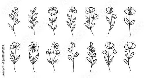 Elegant Botanical Collection: Exquisite Hand-Drawn Flower and Leaf Illustrations for Design Projects