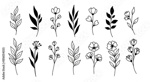 Botanical vector elements with minimal hand-drawn style for decorative projects