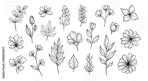 Botanical elements meticulously drawn in black and white evoking natural elegance and simplicity