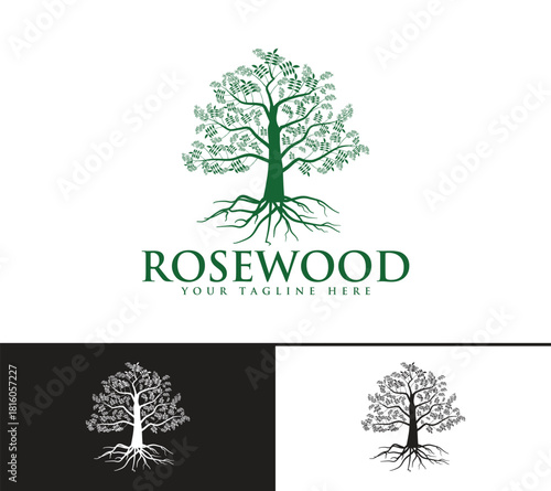Rosewood tree logo design, Vector image