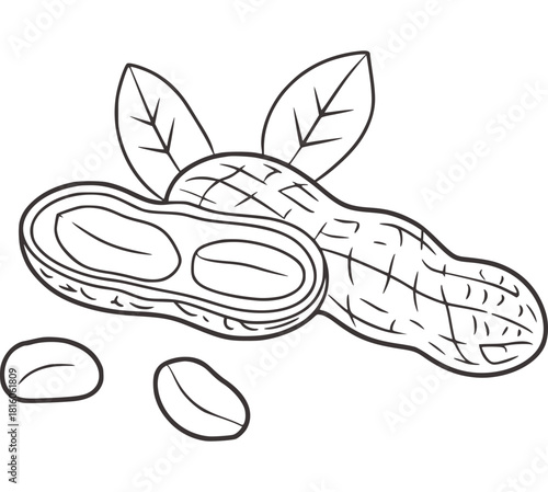 Black and white line drawing of peanuts and leaves