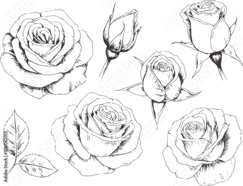 Black and white sketch of multiple roses and leaves
