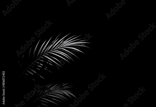 Stark monochrome palm leaf silhouettes against a deep black backdrop, shadows, elegant