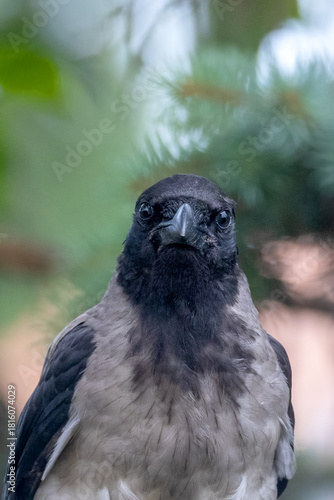 Hooded Crow.