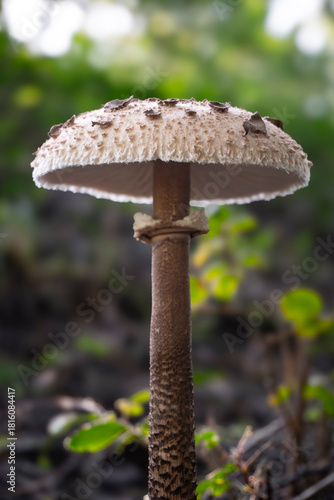 Macrolepiota procera