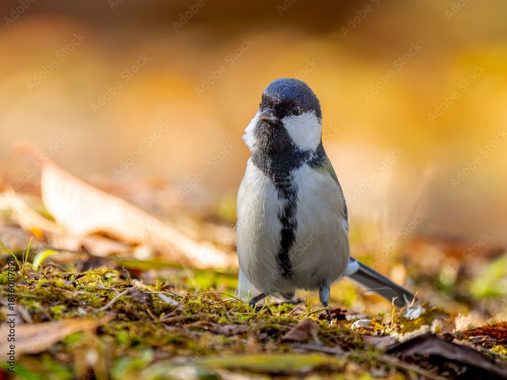 Naklejka premium 地面を歩くシジュウカラ