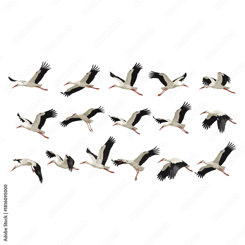 Fototapeta premium A Flock of Storks in Flight - A Study in Grace and Motion.