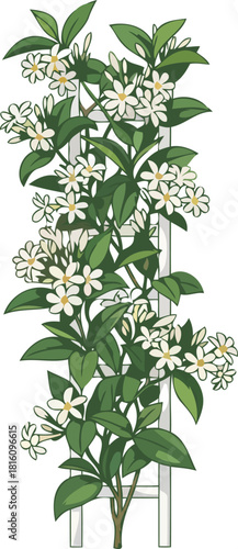 fragrant ascent delicate white blooms reaching for light on a supportive lattice, isolated on transparent background