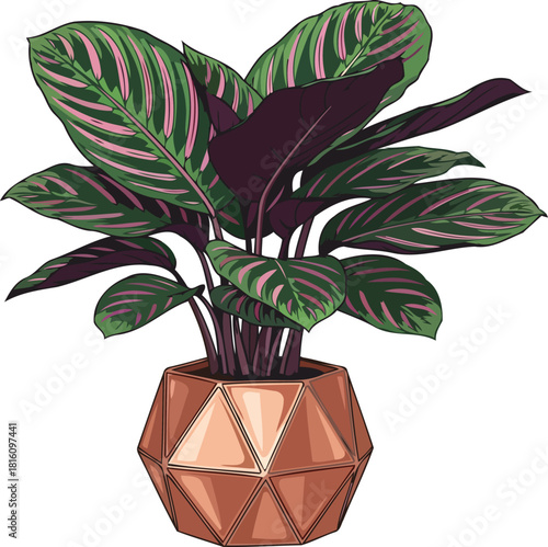 pattern play calatheas bold strokes infuse modern design with natural grace, isolated on transparent background