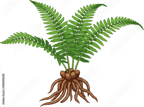 ancient green unveiling natures resilient root system, isolated on transparent background