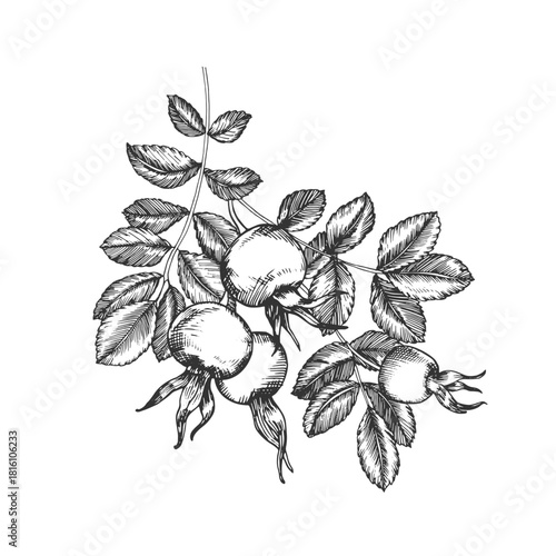 Rosehip branch with berries and leaves. Vector illustration, hand-drawn in ink. Graphic sketch isolated on a white background. Design element for tea labels, cosmetics, cards, and invitations.