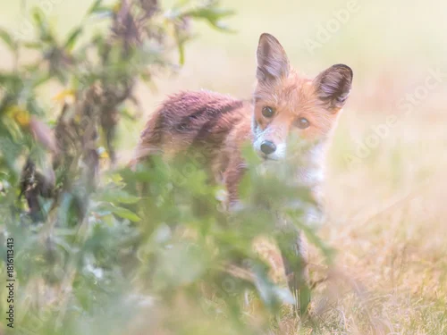 Fototapeta Młody lis pospolity ukryty w trawie na tle rozmytego, naturalnego krajobrazu