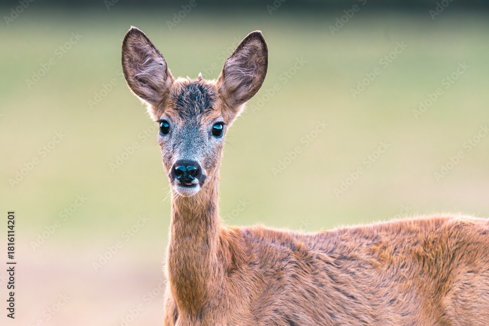 Fototapeta premium Portret młodego koziołka (samca sarny europejskiej, Capreolus capreolus) spoglądającego bezpośrednio w obiektyw. Zdjęcie wykonane z bliska na skraju lasu lub na otwartej łące