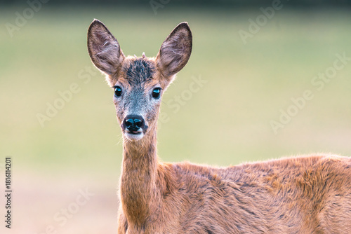 Fototapeta Naklejka Na Ścianę i Meble -  Portret młodego koziołka (samca sarny europejskiej, Capreolus capreolus) spoglądającego bezpośrednio w obiektyw. Zdjęcie wykonane z bliska na skraju lasu lub na otwartej łące