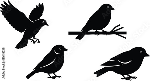 Various black silhouette birds in different poses for nature and wildlife illustrations 
