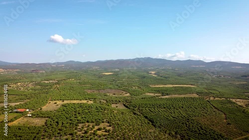 Aerial Drone View of Olive Fields in Gerakini, Greece with Mountain Background