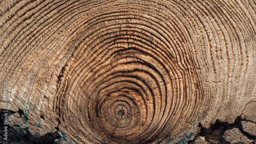 Fototapeta premium A detailed close-up of a weathered wooden log's cross-section, showcasing concentric annual growth rings and a prominent, dark central knot, illustrating natural wood texture.