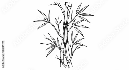 Elegant Bamboo Stalks with Delicate Leaves Hand Drawn Sketch.