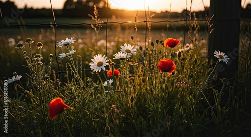 Fototapeta Naklejka Na Ścianę i Meble -  Idyllic summer meadow filled with blooming poppies and daisies, beautifully illuminated by the warm, atmospheric glow of the setting sun behind a rustic fence
