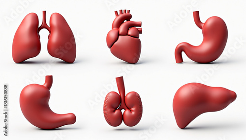 3D Silhouette Icon Set of Six Human Internal Organs