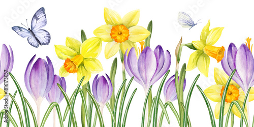 Obraz na plátně lilac crocuses, yellow daffodils, green leaves, flying butterfly, hand drawn wat