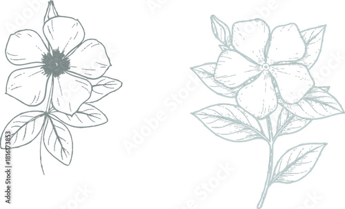 The "Image description"  provided describes a visual comparison of two distinct line-art flowers, highlighting their differing petal counts, central details, and leaf arrangements