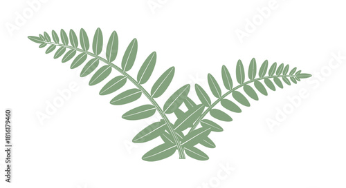 Elegant fern illustration with delicate fronds on a clean white background for design elements