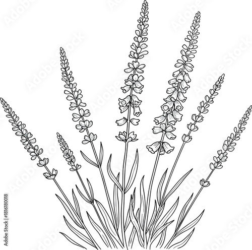 Black and white illustration of blooming lavender plants with delicate flowers and green leaves, symbolizing nature and tranquility