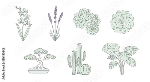 Botanical medley featuring delicate line art of varied plants on a white background
