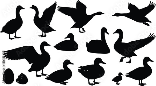 Duck and goose silhouette collection, black waterfowl vector illustration set, flying and swimming birds isolated on white background for hunting logo design.