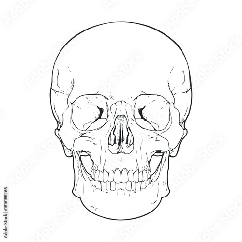 Detailed skull anatomy for educational use and artistic design.Vector hand draw